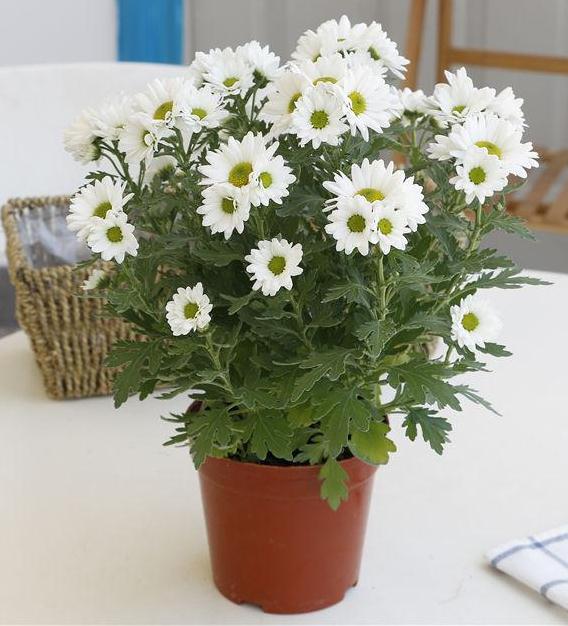 盆栽小菊的5个现代育种目标