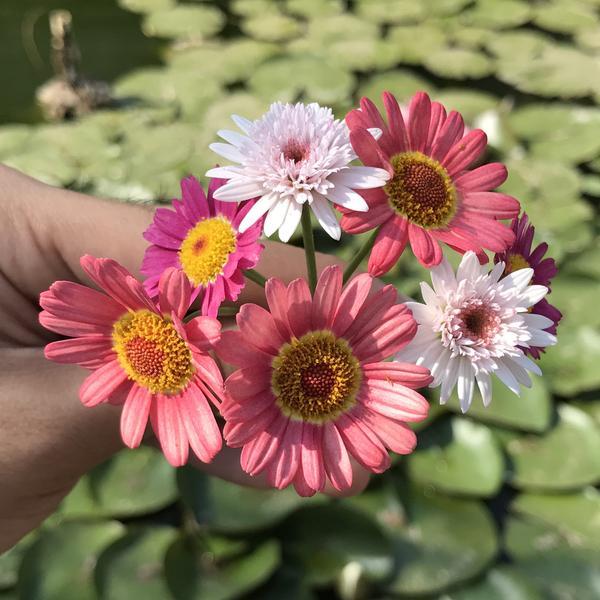 盆栽小菊怎么育种