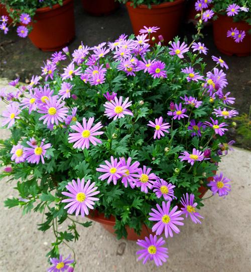 盆栽小菊怎么育种