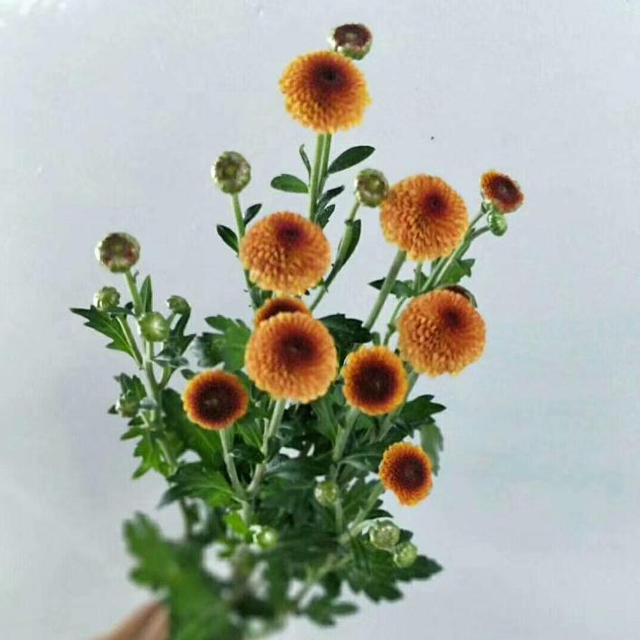 盆栽小菊怎么性状遗传的6个规律