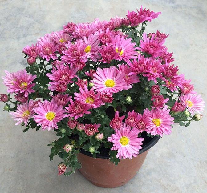 盆栽小菊怎么育种的2个策略