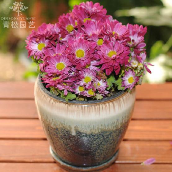 盆栽小菊怎么杂交的2个技术
