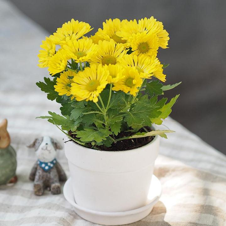 盆栽小菊怎么研究的3个展望