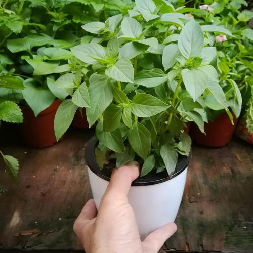 盆栽紫苏怎么育苗的4个过程