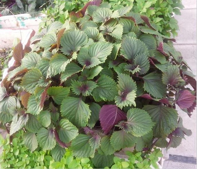 盆栽紫苏基质怎么选择配比