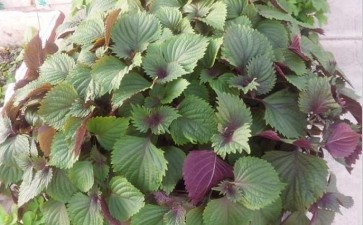 盆栽紫苏基质怎么选择配比的2个方法