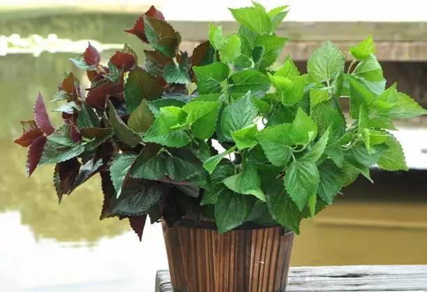 紫苏盆栽怎么定植