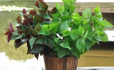 紫苏盆栽怎么定植的3个方法