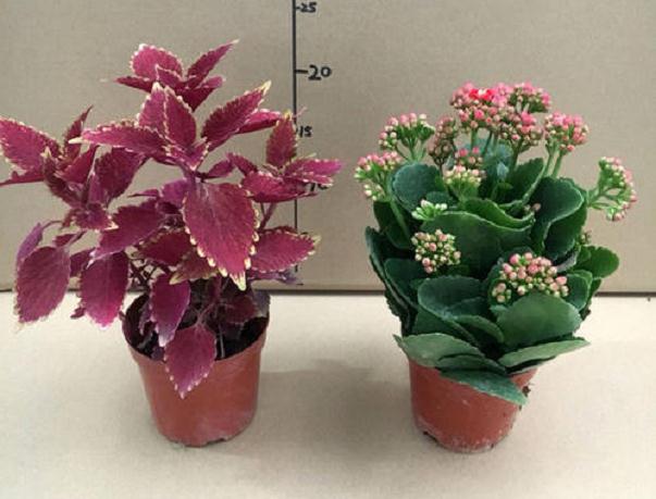 紫苏盆栽定植后怎么管理