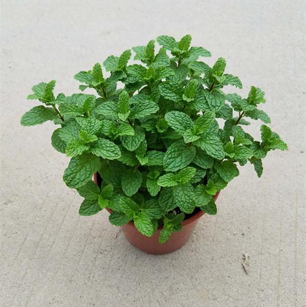 盆栽留兰香怎么扦插定植的2个方法