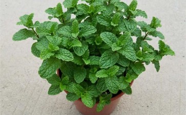 盆栽留兰香怎么扦插定植的2个方法