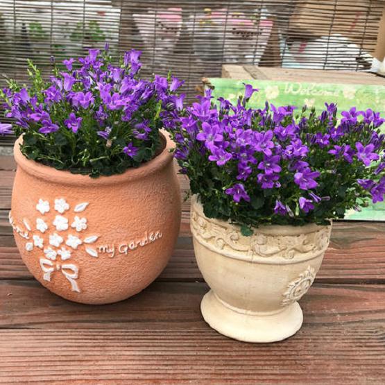 盆栽丹麦风铃草怎么定植栽培的方法