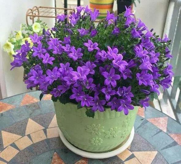 紫苏盆栽常见病虫害怎么防治