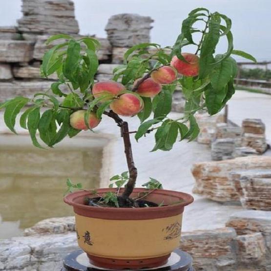 水蜜桃盆栽怎么盆土配制和装盆栽苗