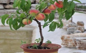 水蜜桃盆栽怎么盆土配制和装盆栽苗