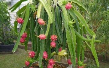 火龙果盆栽怎么人工授粉的3个方法