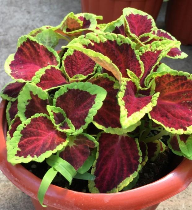 温度光照对盆栽彩叶粗肋草生理的影响