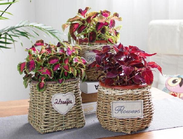 温度光照对盆栽彩叶粗肋草生理的影响