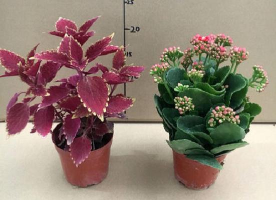 温度光照对盆栽彩叶粗肋草生理的影响