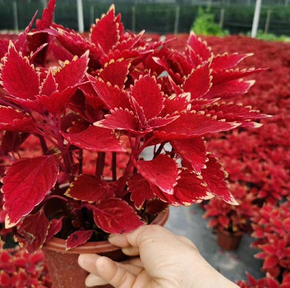 温度光照对盆栽彩叶粗肋草生理的影响