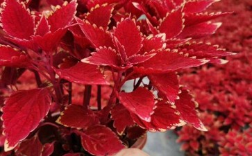 温度光照对盆栽彩叶粗肋草生理的影响