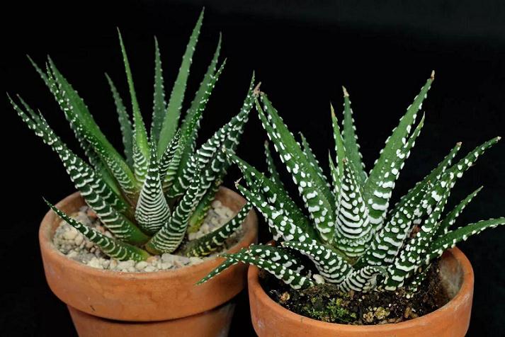 关于十二卷多肉玩家拍卖群 我谈3点