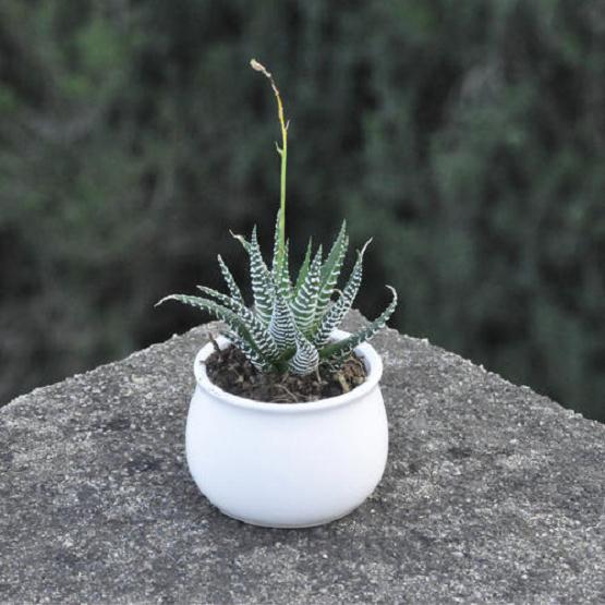 关于十二卷多肉玩家拍卖群 我谈3点