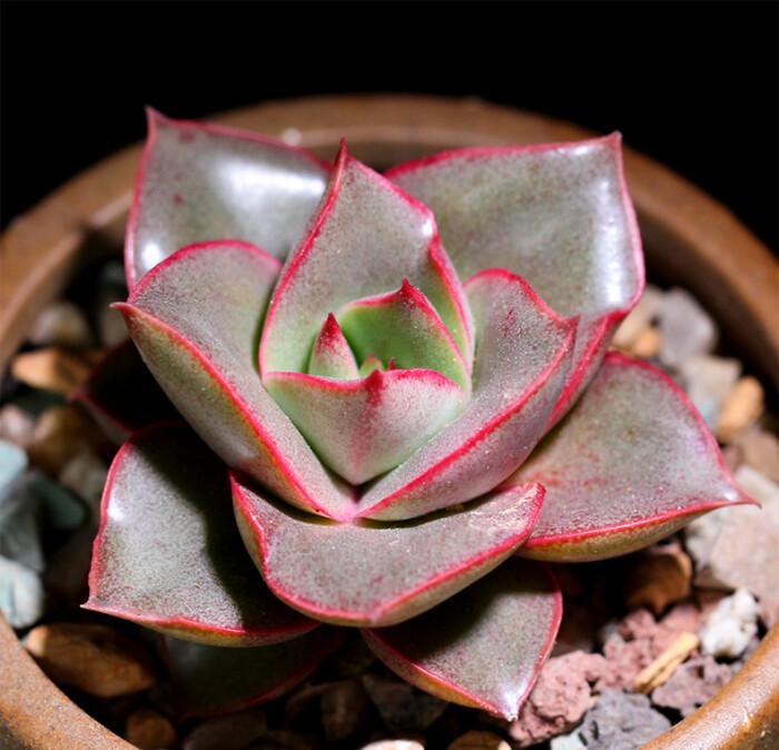 黑法师多肉开花后怎么养