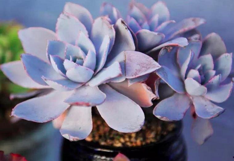 为什么广寒宫多肉价格 现在很高 图片