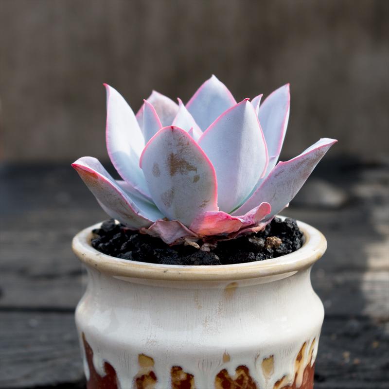 淘宝多肉直播价格 怎么越来越贵了