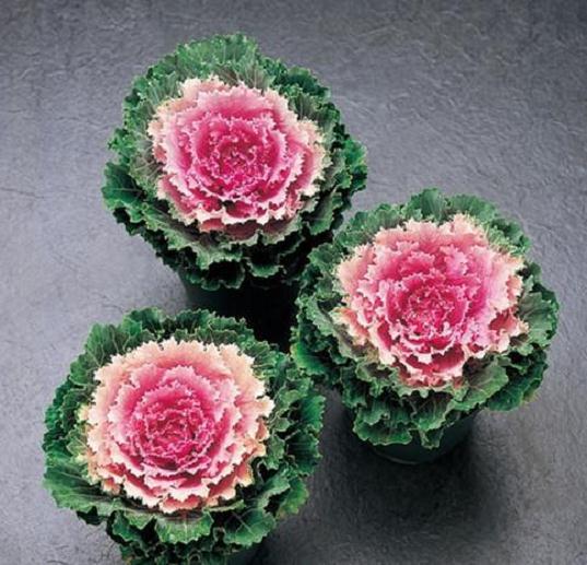 羽衣甘蓝盆栽品种植株性状对比 图片