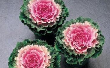 羽衣甘蓝盆栽品种植株性状对比 图片