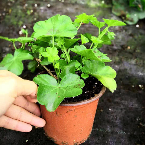 合肥市室内公共空间盆栽植物应用调查分析