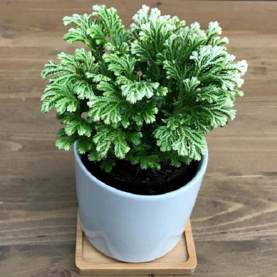 合肥市室内公共空间盆栽植物应用调查分析