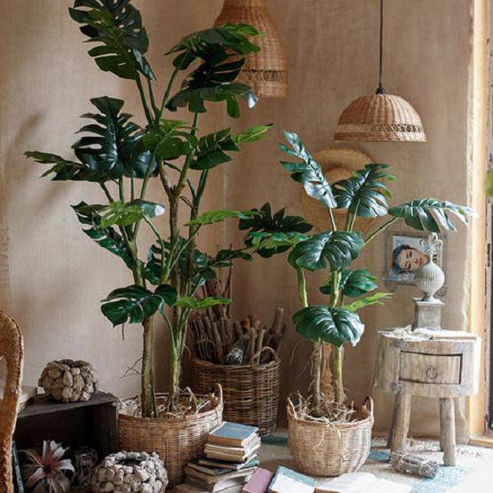 室内植物盆栽规格有哪些