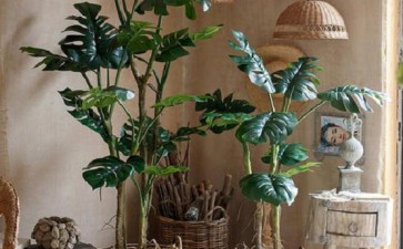 室内植物盆栽规格有哪些 图片