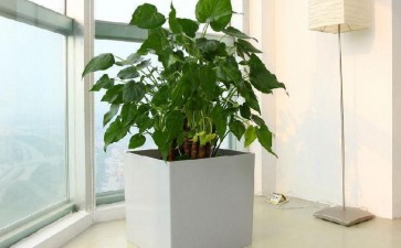 室内植物盆栽观赏特性有哪些