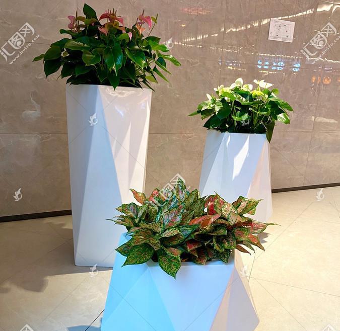 室内盆栽植物观赏状态有哪些