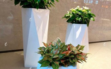 室内盆栽植物观赏状态有哪些