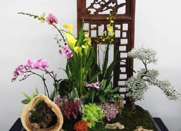 怎么追求室内盆栽植物品质管理