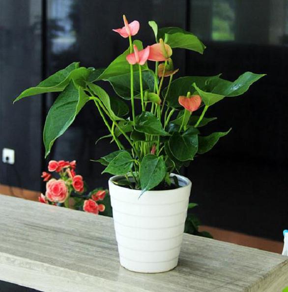 室内盆栽植物怎么浇水光照的方法