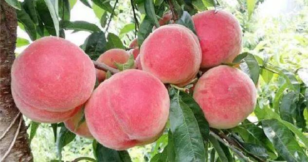 水蜜桃盆栽怎么浇水施肥的方法