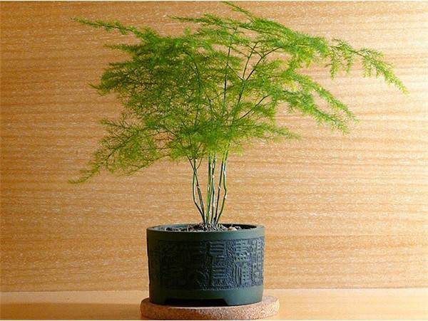 室内盆栽怎么换盆翻盆