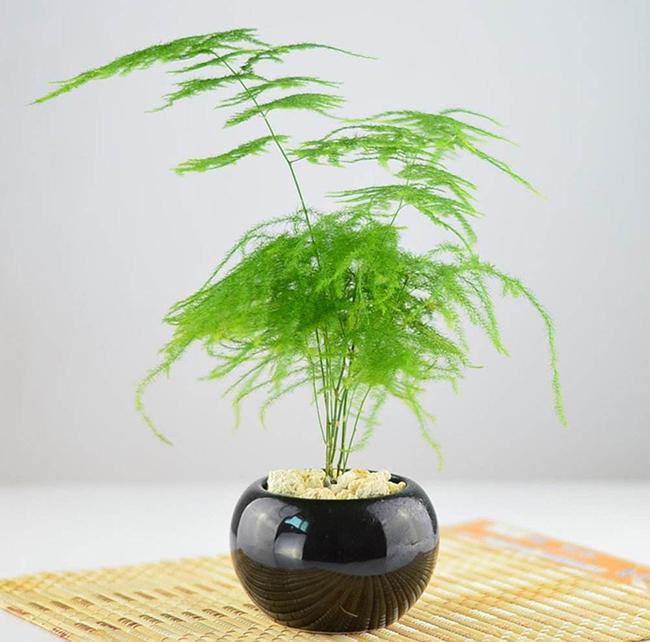 室内盆栽怎么整形修剪