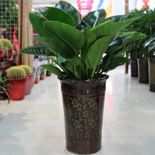 室内盆栽植物常见的6种病虫害