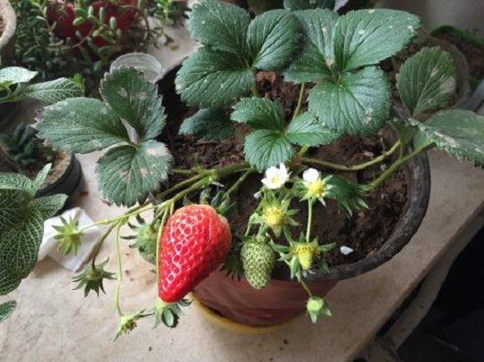 秋季家园盆栽草莓