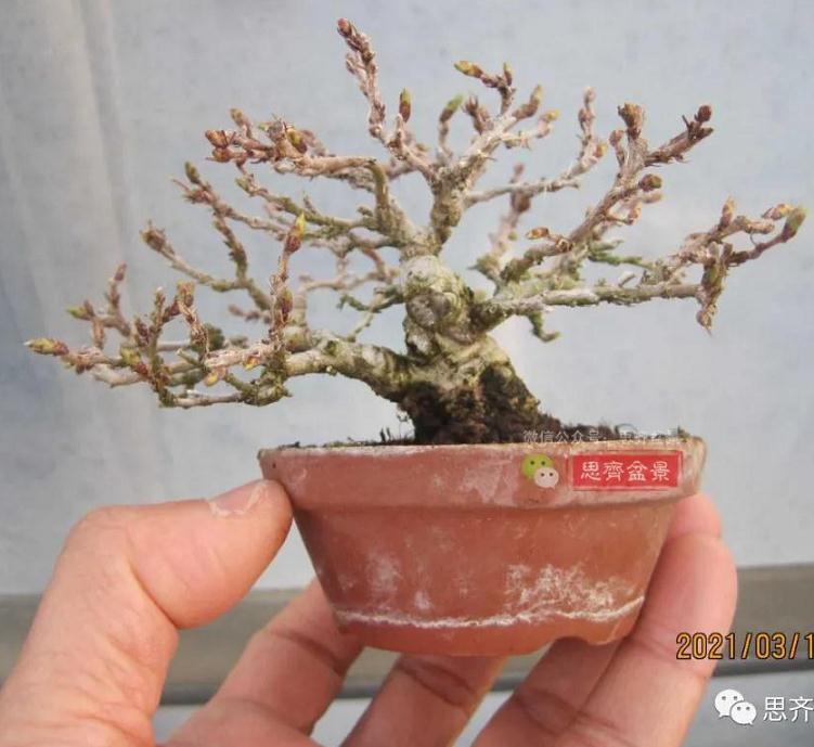 高压制作鹅耳枥盆景