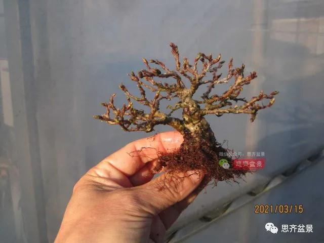 高压制作鹅耳枥盆景