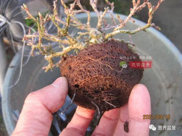 高压制作鹅耳枥盆景