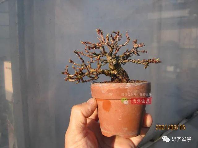 图解 高压制作鹅耳枥盆景9年的过程